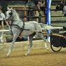 *WR Tupelo Honey (USA)