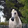 *Divine Wisdom (USA)