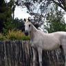 *Divine Wisdom (USA)