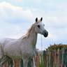 *Divine Wisdom (USA)