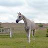 *Divine Wisdom (USA)