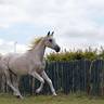 *Divine Wisdom (USA)