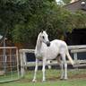 *Divine Wisdom (USA)