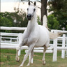 *Ansata Nile Princess
