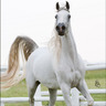*Ansata Nile Princess