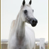 *Ansata Nile Princess