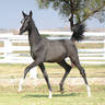Lot 24 - FS Bahama Breeze