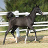 Lot 24 - FS Bahama Breeze